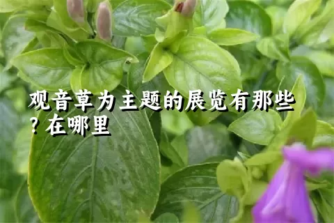 观音草为主题的展览有那些？在哪里