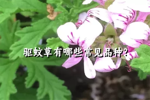 驱蚊草有哪些常见品种？