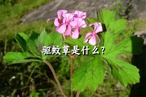 驱蚊草是什么？