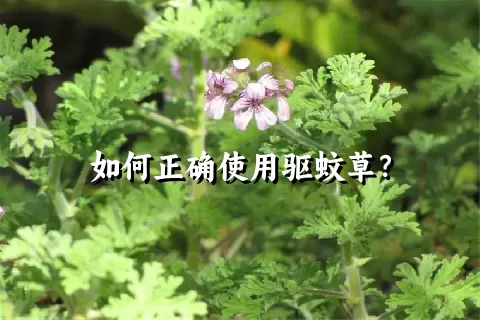 如何正确使用驱蚊草？