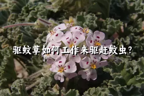 驱蚊草如何工作来驱赶蚊虫？