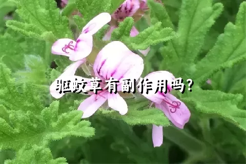 驱蚊草有副作用吗？