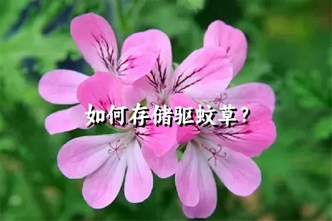 如何存储驱蚊草？