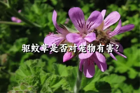 驱蚊草是否对宠物有害？