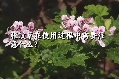 驱蚊草在使用过程中需要注意什么？