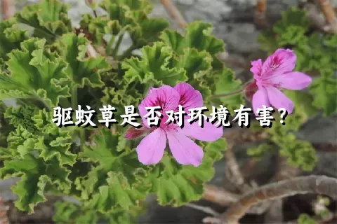 驱蚊草是否对环境有害？