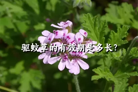 驱蚊草的有效期是多长？