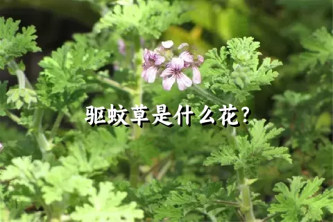 驱蚊草是什么花？