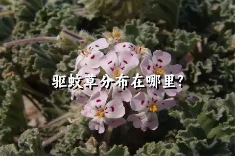 驱蚊草分布在哪里?