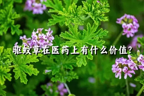 驱蚊草在医药上有什么价值？