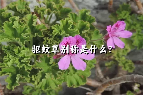 驱蚊草别称是什么？