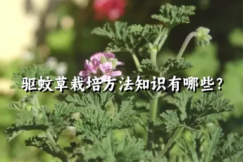 驱蚊草栽培方法知识有哪些？