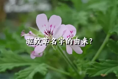 驱蚊草名字的由来？