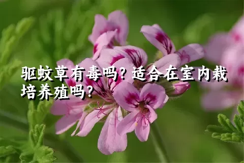 驱蚊草有毒吗？适合在室内栽培养殖吗？