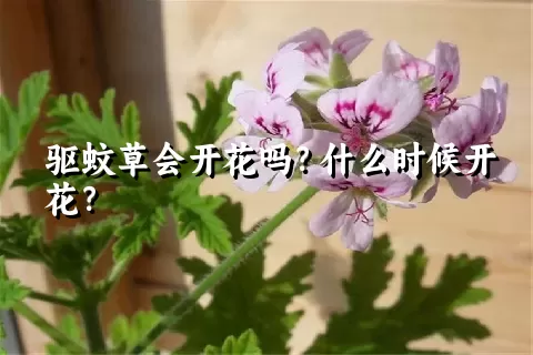 驱蚊草会开花吗？什么时候开花？