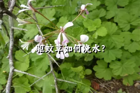 驱蚊草如何浇水？