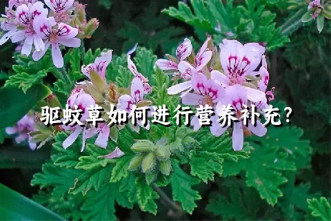 驱蚊草如何进行营养补充？