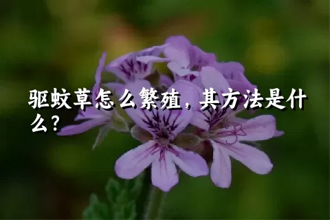 驱蚊草怎么繁殖，其方法是什么？