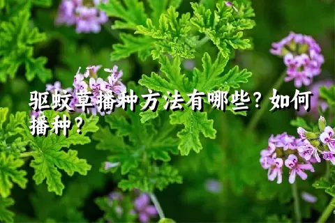 驱蚊草播种方法有哪些？如何播种？