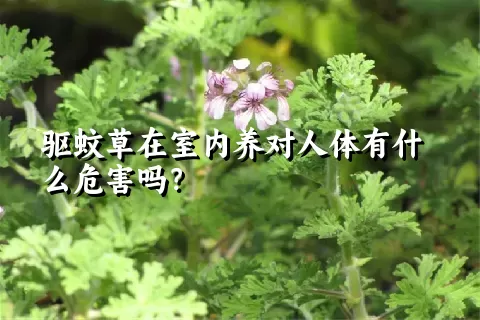 驱蚊草在室内养对人体有什么危害吗？