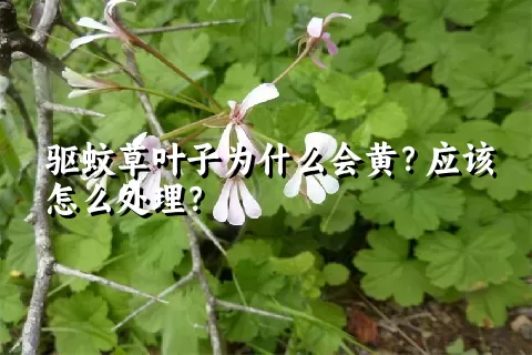 驱蚊草叶子为什么会黄？应该怎么处理？