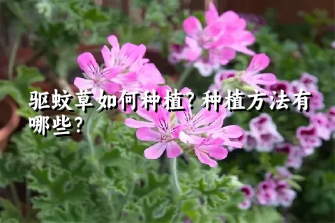 驱蚊草如何种植？种植方法有哪些？