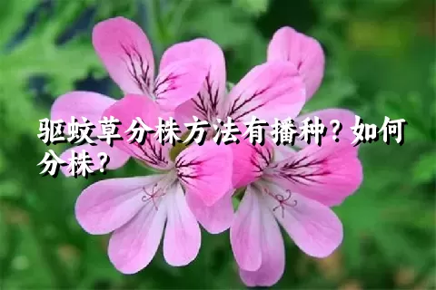 驱蚊草分株方法有播种？如何分株？