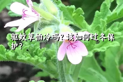 驱蚊草怕冷吗？该如何过冬保护？