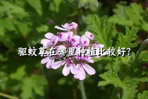 驱蚊草在哪里种植比较好？