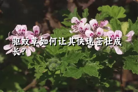 驱蚊草如何让其快速茁壮成长？