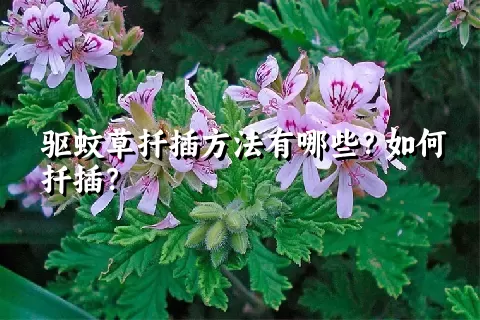 驱蚊草扦插方法有哪些？如何扦插？