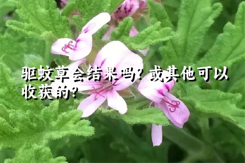 驱蚊草会结果吗？或其他可以收获的？