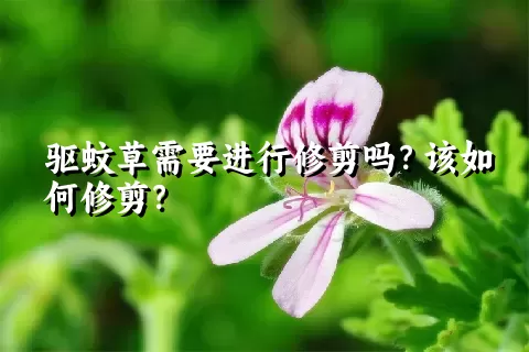 驱蚊草需要进行修剪吗？该如何修剪？