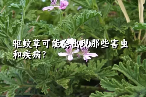 驱蚊草可能会出现那些害虫和疾病？