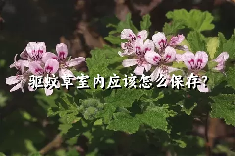 驱蚊草室内应该怎么保存？