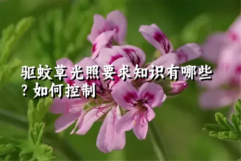 驱蚊草光照要求知识有哪些？如何控制