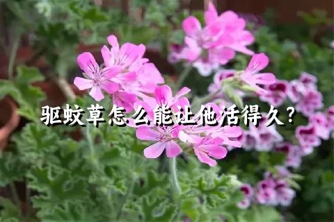 驱蚊草怎么能让他活得久？