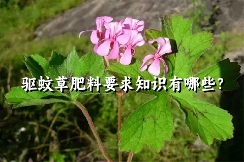 驱蚊草肥料要求知识有哪些？