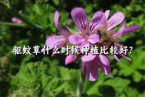 驱蚊草什么时候种植比较好？