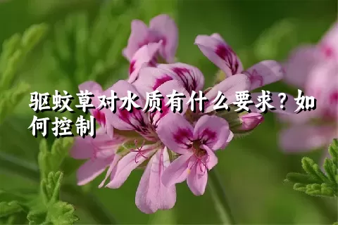 驱蚊草对水质有什么要求？如何控制