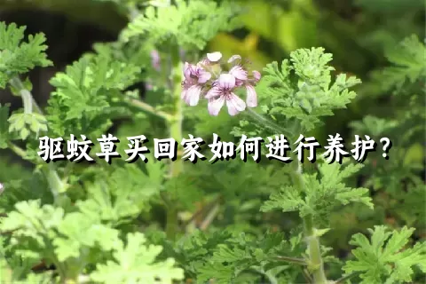 驱蚊草买回家如何进行养护？