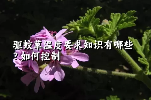 驱蚊草温度要求知识有哪些？如何控制