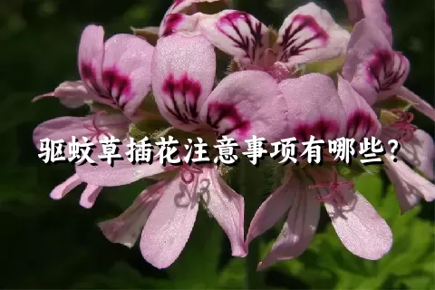 驱蚊草插花注意事项有哪些？