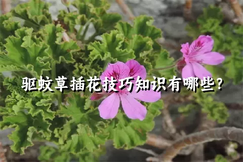 驱蚊草插花技巧知识有哪些？