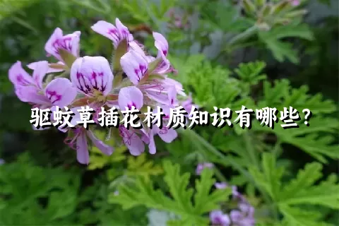 驱蚊草插花材质知识有哪些？