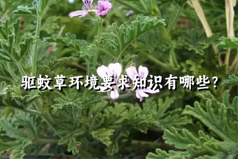 驱蚊草环境要求知识有哪些？