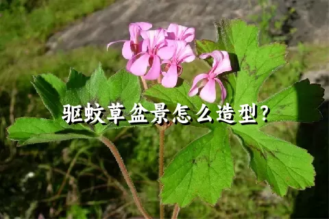 驱蚊草盆景怎么造型？