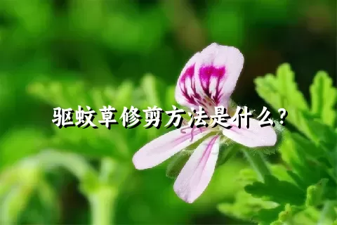 驱蚊草修剪方法是什么？