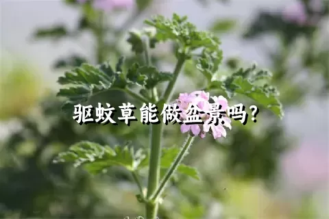 驱蚊草能做盆景吗？