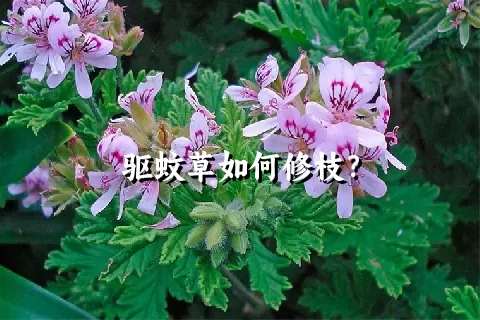 驱蚊草如何修枝？